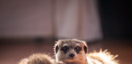 Il benessere del suricato allevato come animale domestico coppia-di-suricato-domestico