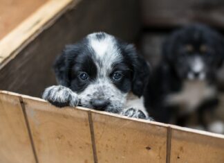 cucciolo-dal-commercio-illegale-di- cani