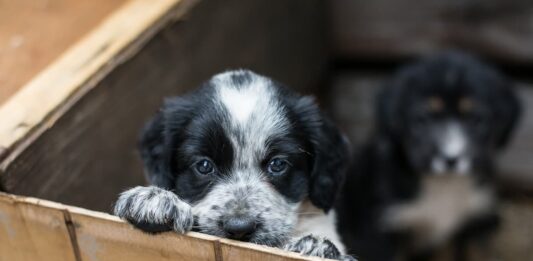 Commercio illegale di cani e gatti: le nuove azioni di contrasto cucciolo-dal-commercio-illegale-di- cani