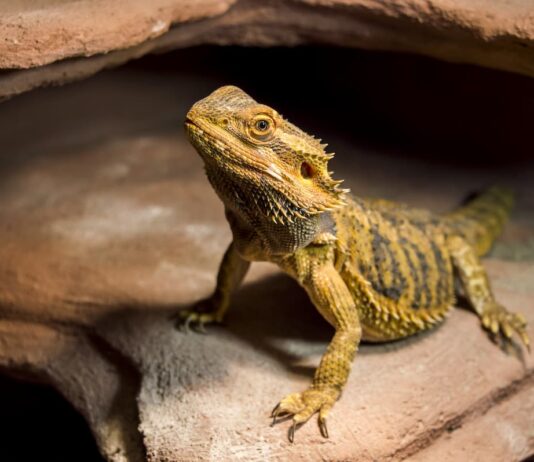 drago-barbuto-quasi-in-letargo
