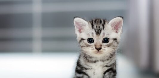 gatto-di-tenera-età