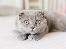 gatto-scottish-fold