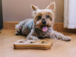 I giochi di stimolazione mentale per cane e gatto giochi-stimolazione-mentale-per-cane-e-gatto