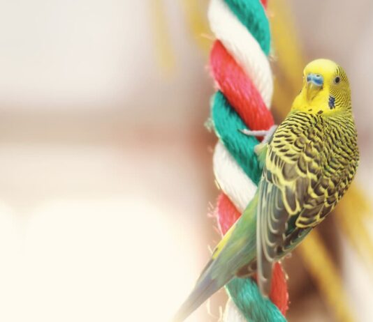 pappagallo-su-gioco-corda-appesa