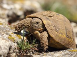 tartaruga-in-inverno-uscita-da-letargo