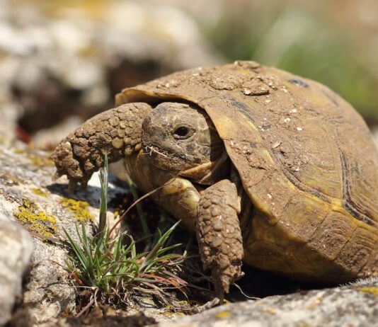 Inverno caldo? Attenzione al letargo della tartaruga di terra tartaruga-in-inverno-uscita-da-letargo