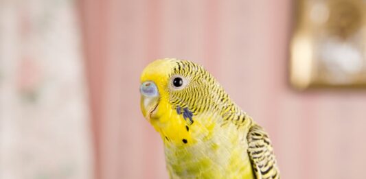 vita-domestica-pappagallo