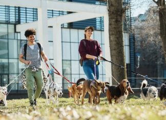 Professionisti-degli-animali-dog-sitter