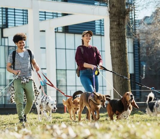 Professionisti-degli-animali-dog-sitter