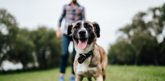 attenzione-a-perdere-il-cane