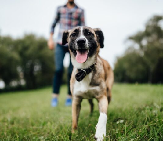 attenzione-a-perdere-il-cane