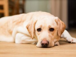 cane-con-dolore-da-osteoartrite