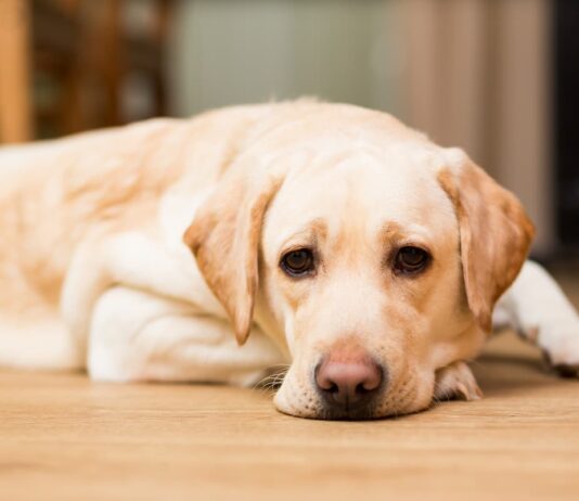 cane-con-dolore-da-osteoartrite