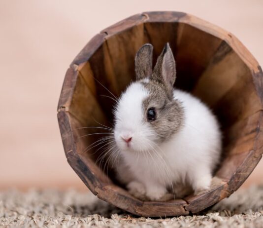 coniglio-con-parassiti-interni