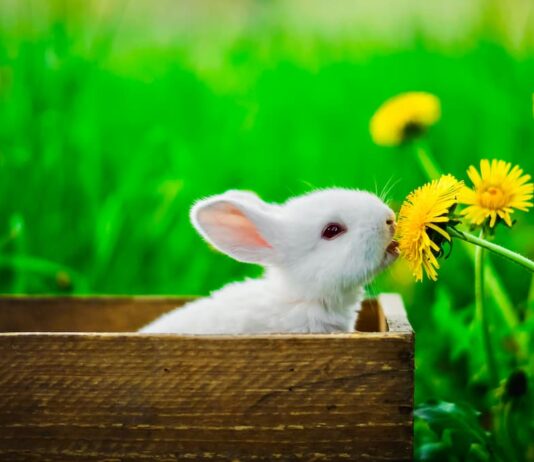 Alimentazione del coniglio: l’importanza dell’erba di campo coniglio-nel-erba