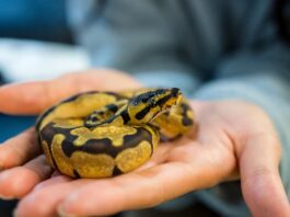 controllo-per-acaro-serpenti