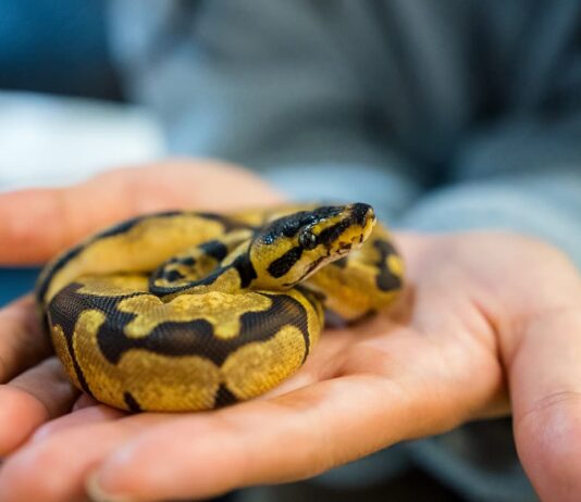 controllo-per-acaro-serpenti