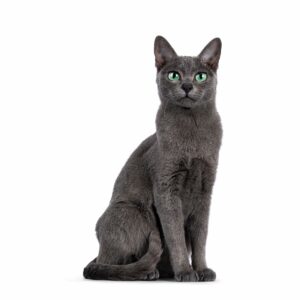 gatto-korat