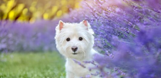 Problemi del comportamento di cane e gatto: un aiuto dagli oli essenziali oli-essenziali-lavanda-cane