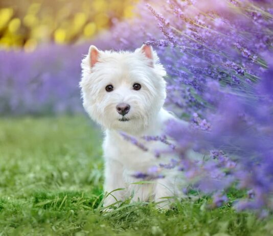 oli-essenziali-lavanda-cane