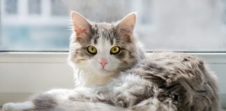 perdita-di pelo-nel-gatto