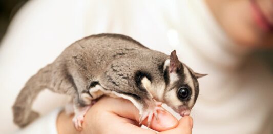 petauro-comportamento-con-uomo