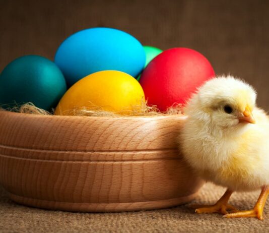 La tradizione dell’uovo di Pasqua: dalla gallina al cioccolato pulcino-con uovo-di-pasqua