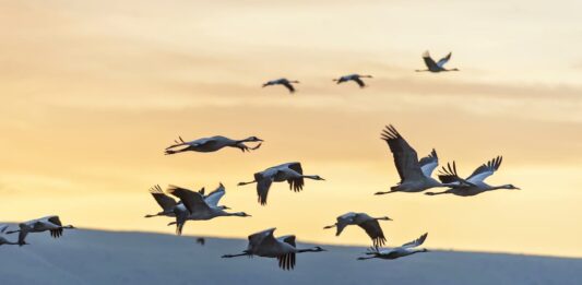 uccelli-in-migrazione-tramonto