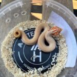 2-serpente_muso_porcello_Masters_Hogs