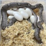 2-serpente_muso_porcello_Masters_Hogs