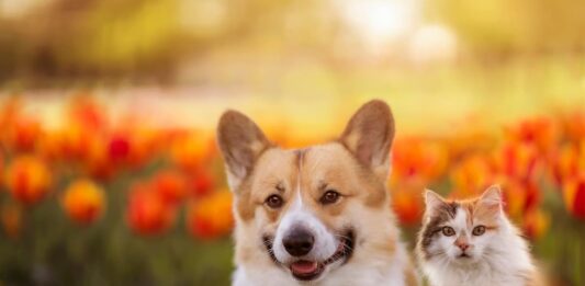 Cane- gatto-emozioni-animali