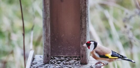 Psittacosi-mangiatoia-uccelli-selvatici