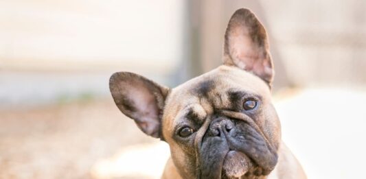 Respiro nel cane e nel gatto: quando il rumore è normale e quando no cane-con-rumore-del-respiro