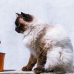 gatto-razza-Himalayani