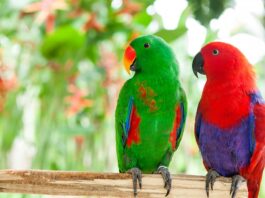 pappagallo-ecletto