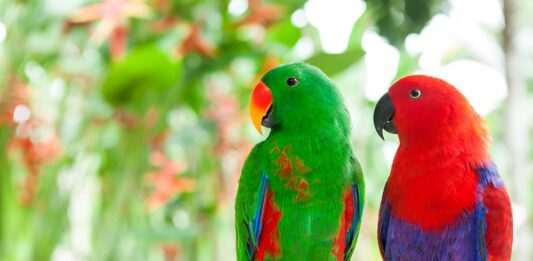 Il pappagallo ecletto: gestione e alimentazione domestica pappagallo-ecletto