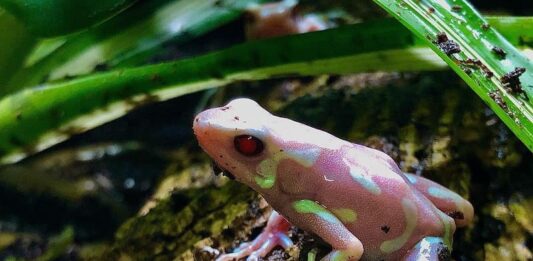 rettile-e-anfibi-diverso-colore
