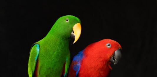 Il pappagallo ecletto: alloggio e riproduzione riproduzione-coppia-pappagallo-ecletto