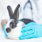 vaccino-coniglio-da-veterinario