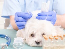 L’uso dell’agopuntura in cane gatto agopuntura-cane-veterinario