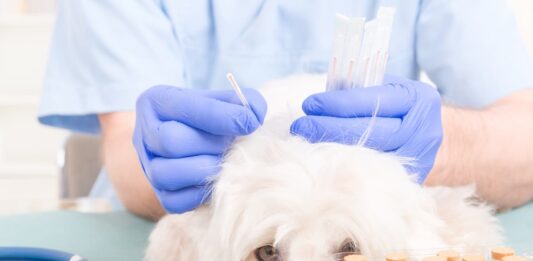 L’uso dell’agopuntura in cane gatto agopuntura-cane-veterinario
