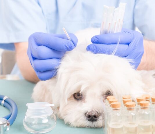 agopuntura-cane-veterinario