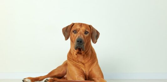 alimentazione-cane-con-diabete