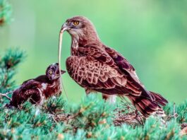 biancone-aquila-serpenti