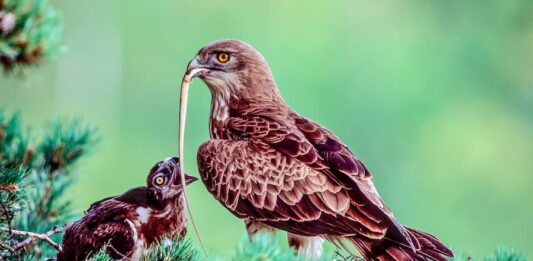 biancone-aquila-serpenti