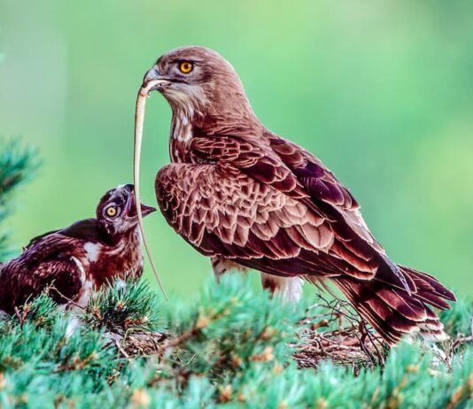 Il biancone, l’aquila dei serpenti biancone-aquila-serpenti