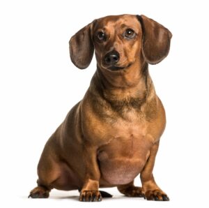 cane-obeso-con-diabete