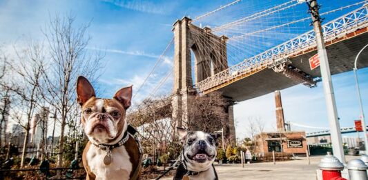 cani-usa-new-york