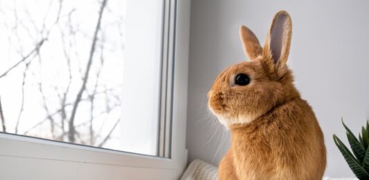 coniglio-con-malattia