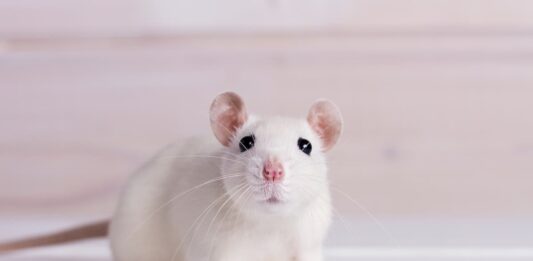 intelligenza-ratto